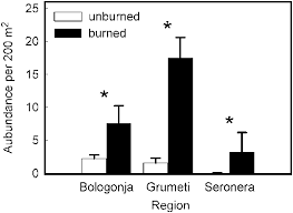 Image result for Maerua grantii