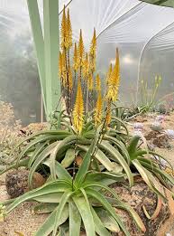 Image result for Aloe