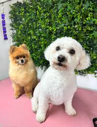 Wanting a mobile dog groomer, had someone before but cant find her🙄  between Faversham n Canterbury Tia