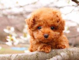 Y en torno a los 20 cm /25 cm. Los Perros Miniatura Mas Tiernos Que Querras Tener