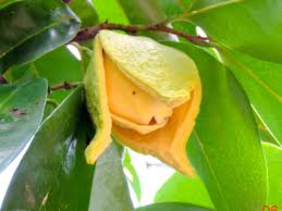Image result for Annona muricata
