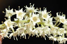 Image result for Terminalia phanerophlebia