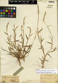 Image result for Moorochloa eruciformis