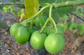 Image result for Jatropha curcas