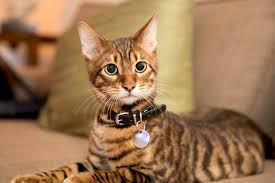 We did not find results for: Toyger Cat Breed Information Characteristics Daily Paws
