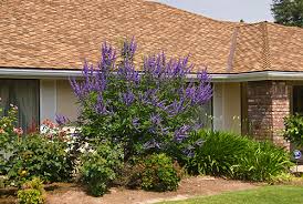 Image result for Vitex amaniensis