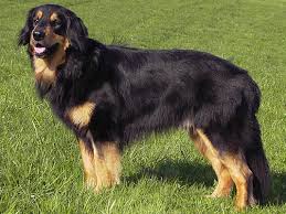 The dog breed selector will find the perfect dog breed for you! Hovawart Wikipedia