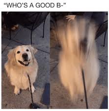 34 Funny Memes To Obliterate Your Boredom Funny Animal Photos Funny Animals Animal Memes