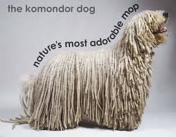 Find the perfect puppy for you and your family. Komondor Puppies For Sale Adoptapet Com