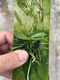 Image result for Mystacidium