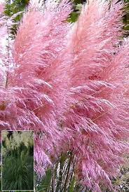 Pink Pampas Grass Cortaderia Selloana Fast Growing Etsy Pink Pampas Grass Pampas Grass Seed Ornamental Grasses