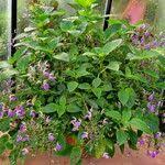 Image result for Brillantaisia cicatricosa