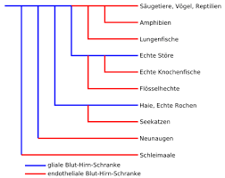 Schranken zwischen dem blut und den organen. Blut Hirn Schranke Wikiwand