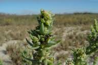 Image result for Suaeda sp. B