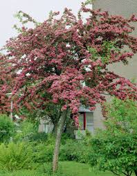 Healthy, top quality hawthorn trees for sale. Midland Hawthorn Pauls Scarlet Crataegus Laevigata Pauls Scarlet Quickthorn Pauls Scarlet Whitethorn Pauls Scarlet Plants Flowers 99roots Com