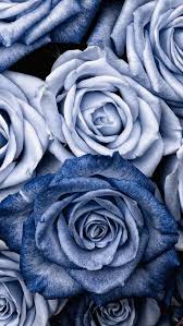 Flowers Background Iphone Flowersbackgroundiphone In 2020 Blue Roses Wallpaper Rose Wallpaper Blue Wallpaper Iphone
