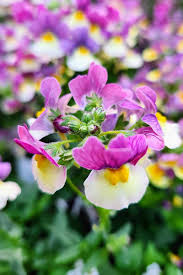 Image result for Nemesia zimbabwensis