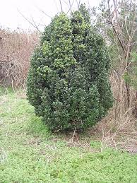 Image result for Elaeodendron