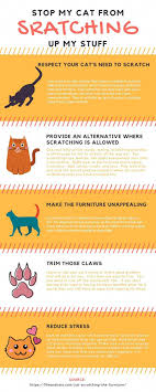 Help My Cat Is Scratching The Furniture What Can I Do Life Cats Cat Training Scratching Cat Scratchers Cat Training