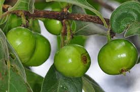 Image result for Vangueria