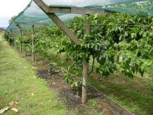 We did not find results for: Growing Structures Nz Passionfruit Growers Association