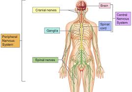 Cells called receptors, which detect. 11 2 Organization And Functions Of The Nervous System Medicine Libretexts