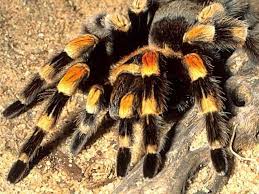 Please press the spiders button for additional spider pictures and information. Giant Tarantula Spider Tarantula Pictures Tarantula Facts Information Habitats News Most Amazing Things In The World I Spider Tarantula Tarantula Facts