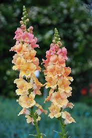 Pin On Floating Petals Sorted