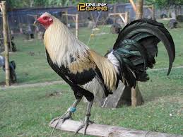 Ayam filipina atau ayam sabung ini memang memiliki banyak penggemar. Pin On Sabung Ayam 12onlinegaming