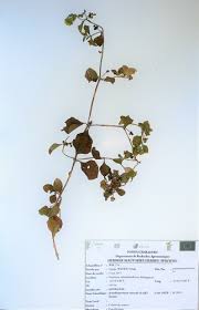 Image result for Acanthospermum australe