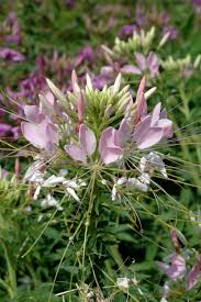 Image result for Cleome bororensis