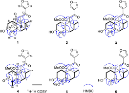 Image result for Croton steenkampianus