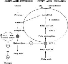 Image result for MCAD Deficiency