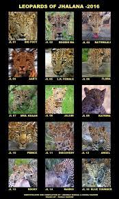 Jhalana The Abode Of The Urban Leopards Ijw