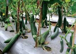Tanam kobis tomato bendi sempena pkp tepi rumah. 6 Cara Menanam Timun Jepun Secara Konvensional Ilmubudidaya Com