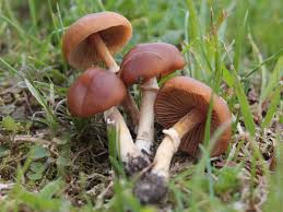 Sie zeugen davon, dass es dem ab und an findet sich im garten in der nähe von bäumen oder sträuchern der bovist, von. Pilze Im Garten Pilzbestimmung 123pilzforum