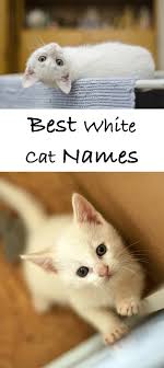 A good name for a black and white cat.based on looney tunes cartoons. White Cat Names Top 100 Best Names For White Cats