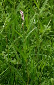 Image result for Persicaria madagascariensis