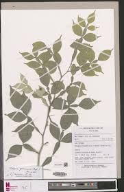 Image result for Citropsis