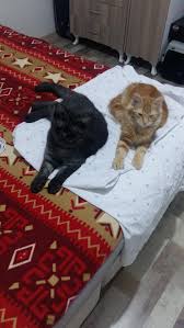 Kedi Sayfa 1 Dunya Sozluk