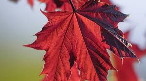 Wedding invitation u8acbu5e16, fresh summer plant borders, green. Maple Trees Offer Most Protection From Harmful Uv Bbc News