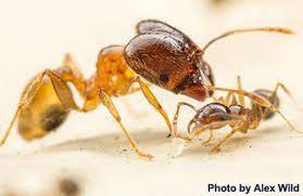 The fossils indicate that the males grew up to 3 centimetres (1.2 in) and the queens grew to 6 centimetres (2.4 in). Big Headed Ants Are Biggest In Australia Due To Competition
