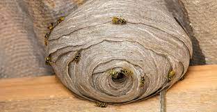Removing a paper wasp nest may be dangerous. Wasp Nest Removal Cost Prices 2021 Price This Please