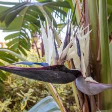 Image result for Strelitzia alba