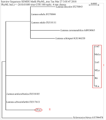 Image result for Lannea schimperi