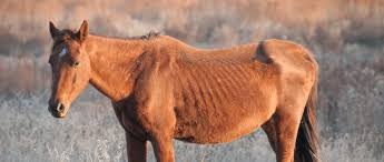 However, instead of providing animals with more room and enrichment, factory farmers mutilate the animals' bodies to. Report Animal Cruelty The Humane Society Of The United States