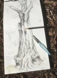 Plant it as a specimen on a lawn, or in groups on a slope. Why I Draw Trees Nature Journaling Week