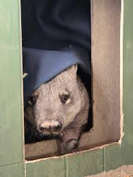 Wombat Awareness Organisation