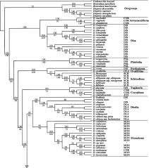 Image result for Disa ochrostachya