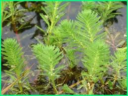 9 Jenis Tanaman Air Yang Menghasilkan Oksigen Di Kolam Dan Akuarium Tanaman Air Tanaman Air